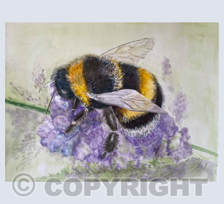Bumble Bees