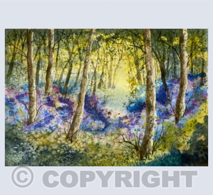 Woods and forests