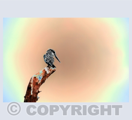 Photographic/Contemporary