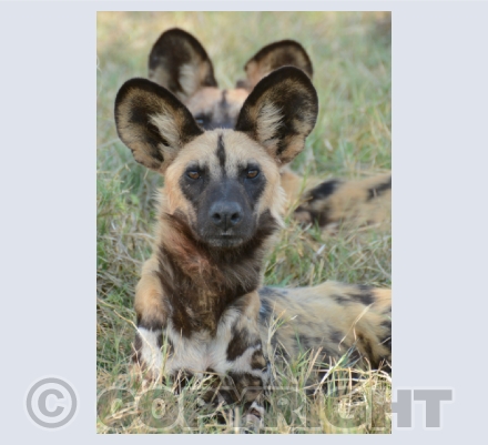 Wildlife Photography