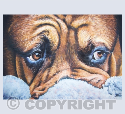 Dogs