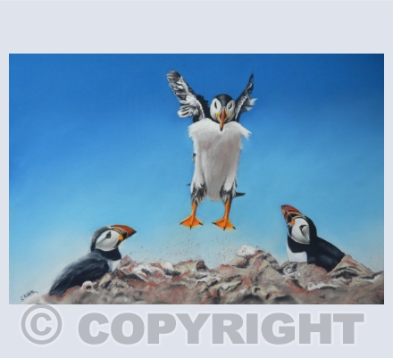Birds