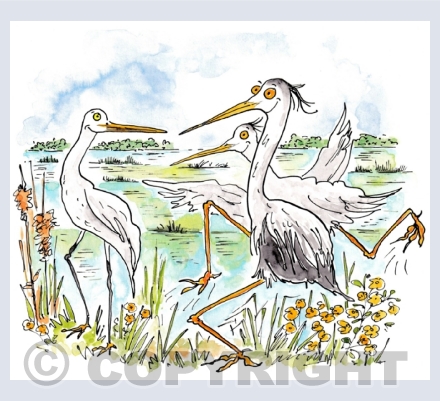 Birds