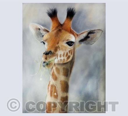 Wildlife