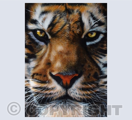 Wildlife (Big Cats)