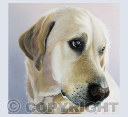 Domestic Animals