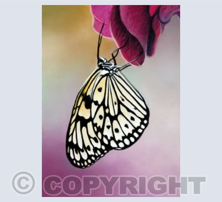 Wildlife (Insects)