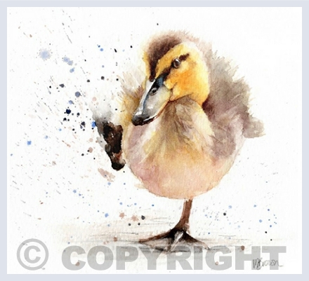 Animals & Wildlife