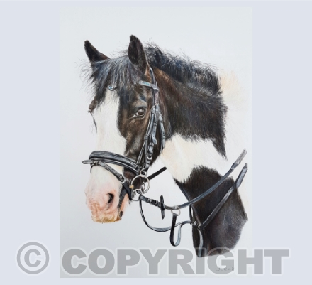 Horses