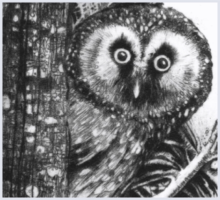 Owls