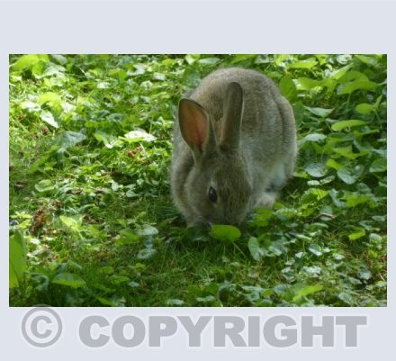Animals