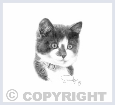 Pet Portraits