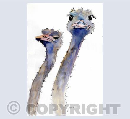 Animals