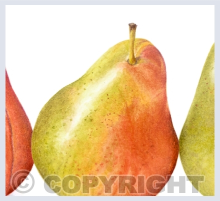 Pears