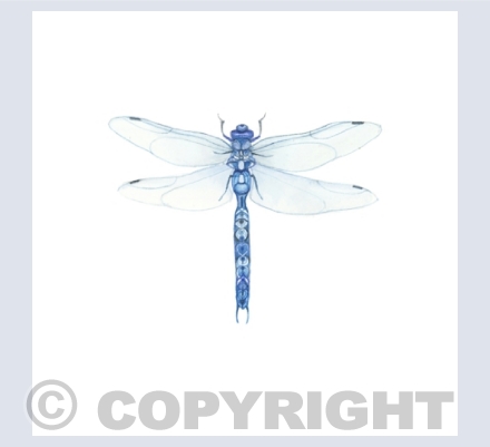 Insects