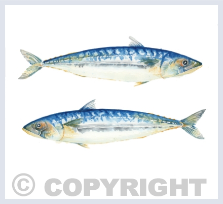 Watercolour Paintings