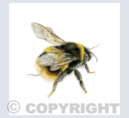 Bees