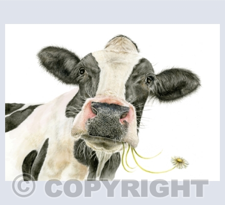 Cows