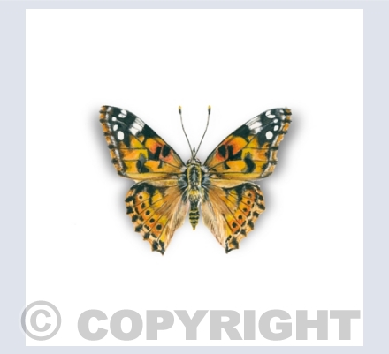Butterflies