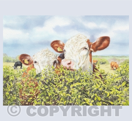 Watercolour - Wildlife