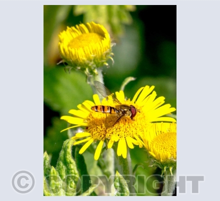 Insects