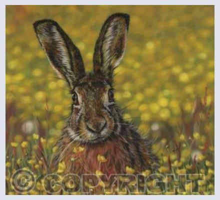 Hares