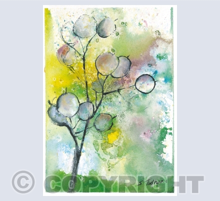 Seedheads