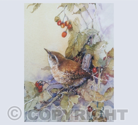 Birds