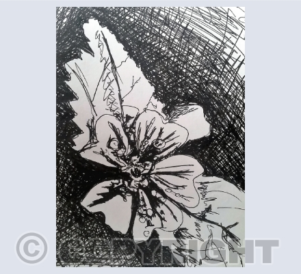 sketches