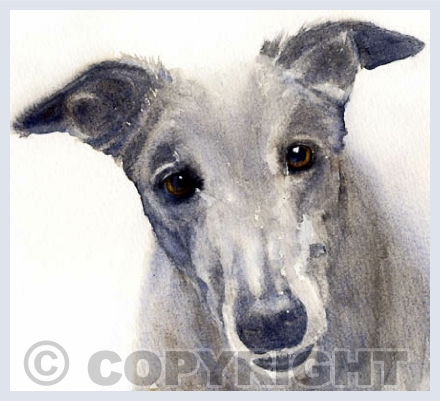 Greyhounds