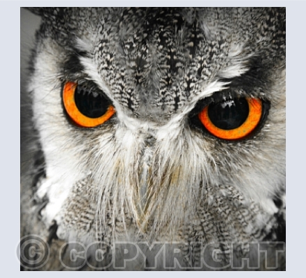 Owl Portraits