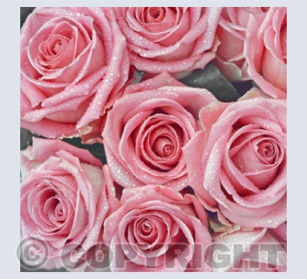 Roses