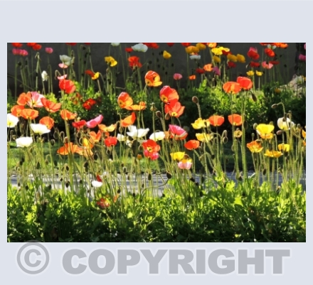 Poppies