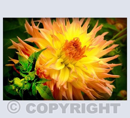 Dahlias