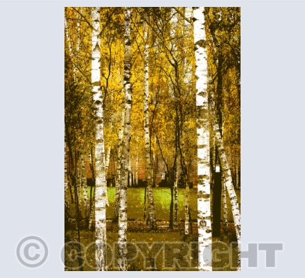 Autumn