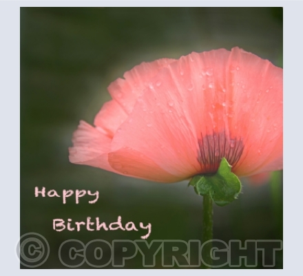 Floral Birthday Cards