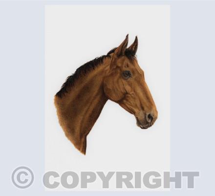Horse Paintings