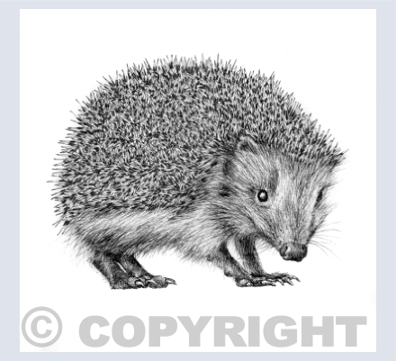 ANIMALS IN INK
