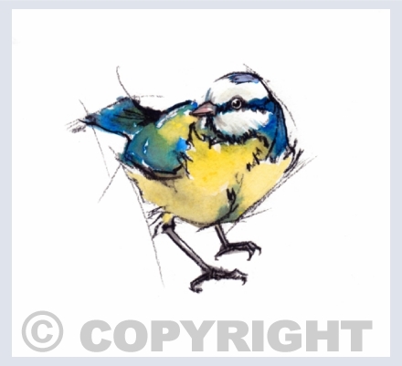 BIRD SKETCHES