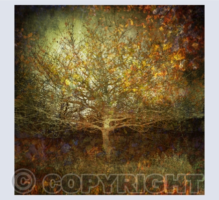 Woodland