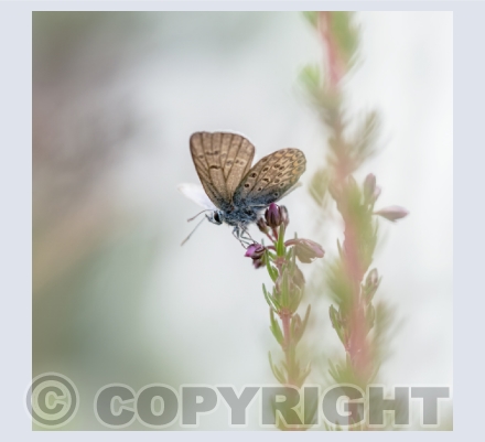 Butterflies