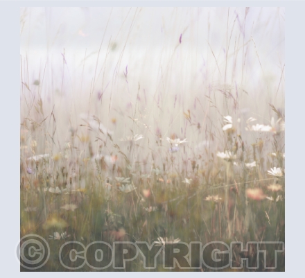 Meadows